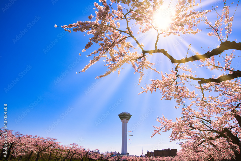 五稜郭公園の満開の桜