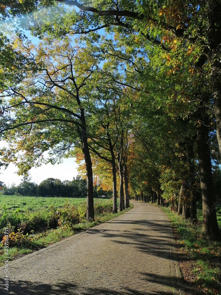 Naklejka premium road in the park in Drenthe, Holland