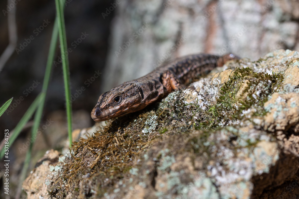 Podarcis muralis sunbathing on a stone Podarcis muralis sunbathing on a stone