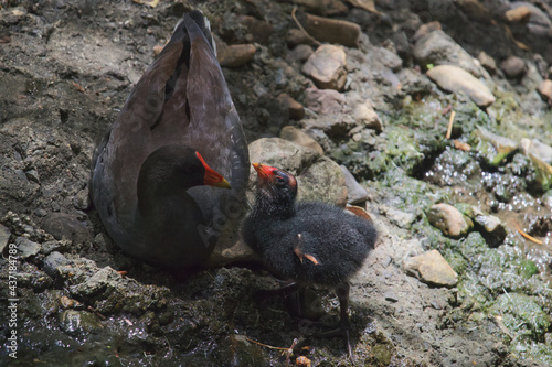 Australian wildlife swamp hen bird's