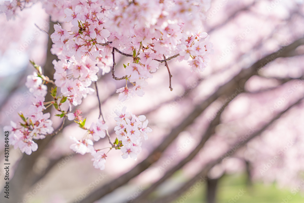 桜