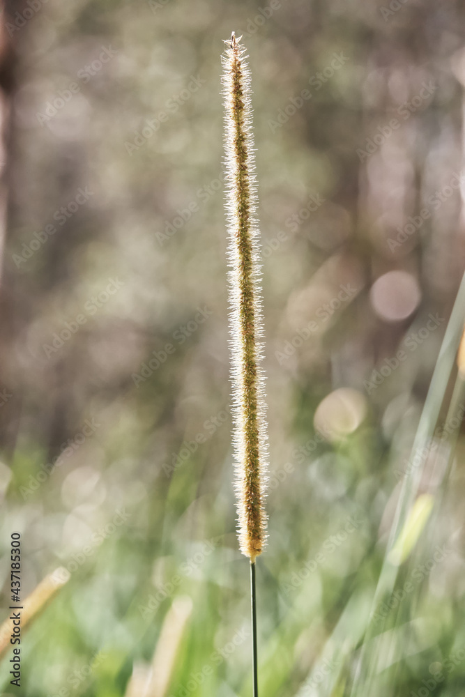 Australian Grass reed outback bush