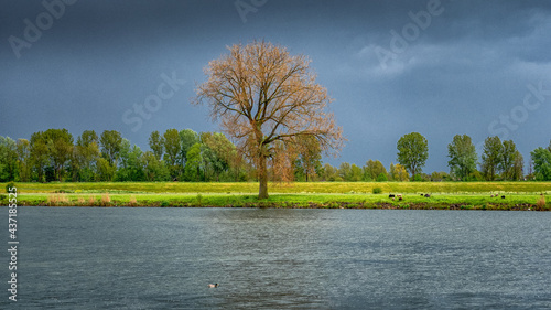 River Maas (Meuse) Landscape