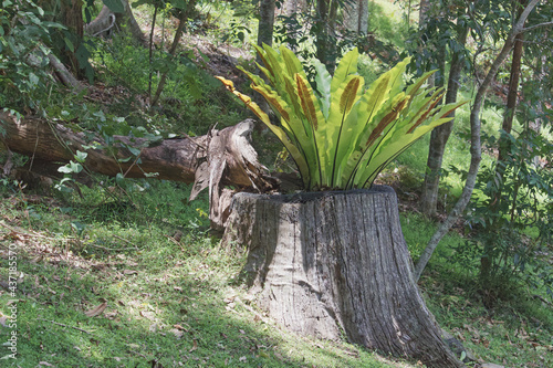 Australian Flora greenery plants 