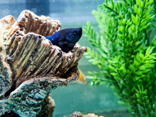 Betta splenden fish in aquarium