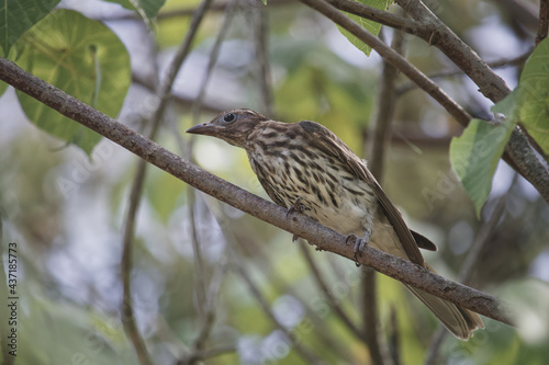 Australian wildlife bird olive backed Oriole 