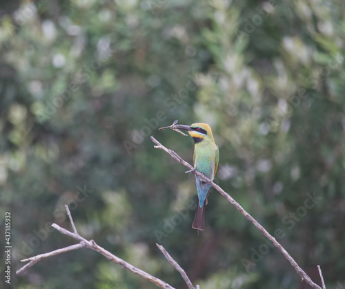 Australin bird's wildlife rainbow bee eater 