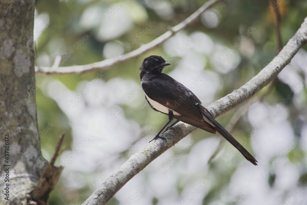 Australin bird's wildlife Willy wagtail Australin bird's wildlife Willy wagtail