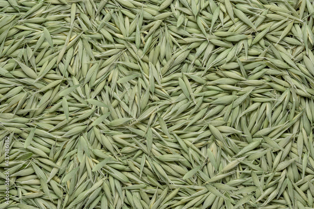 texture of whole unpeeled oats. food background texture of whole unpeeled oats. food background