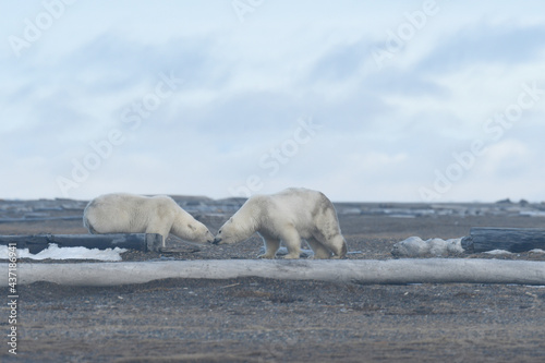 Alaska white polar bear from Arctic photo