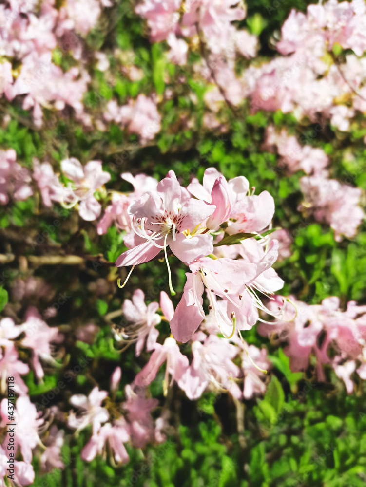 Close up of pink azalea blossoms or Rhododendron plant with flowers. Ericaceae evergreen shrub. Natural flower background. Summer nature concept
Close up of pink azalea blossoms or Rhododendron plant with flowers. Ericaceae evergreen shrub. Natural flower background. Summer nature concept