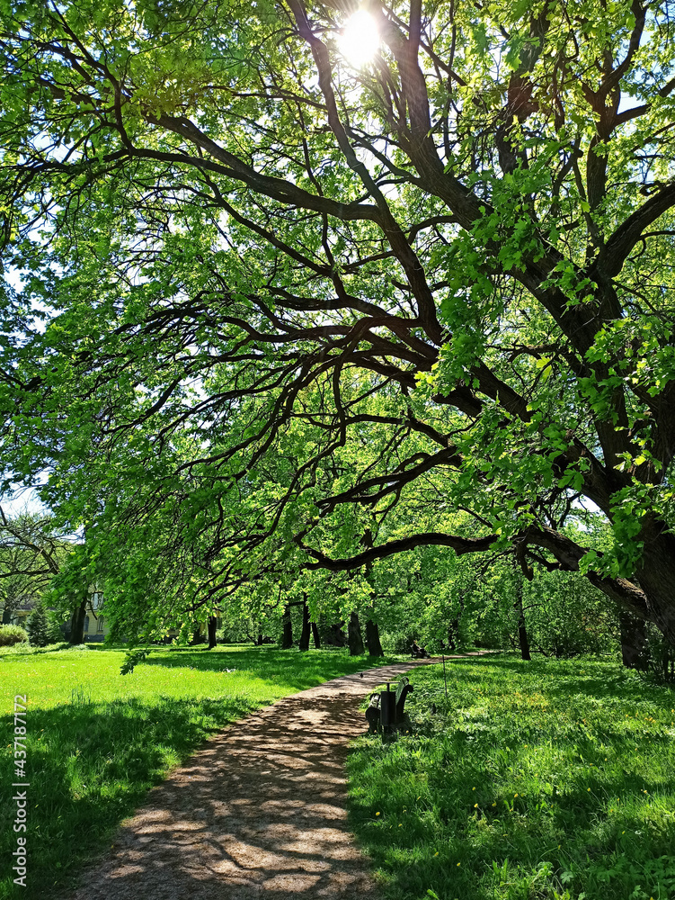 Obraz premium Green park scenery during a beautiful sunny day with lush vegetation of trees and grass. City parks for relaxation and enjoyment. 