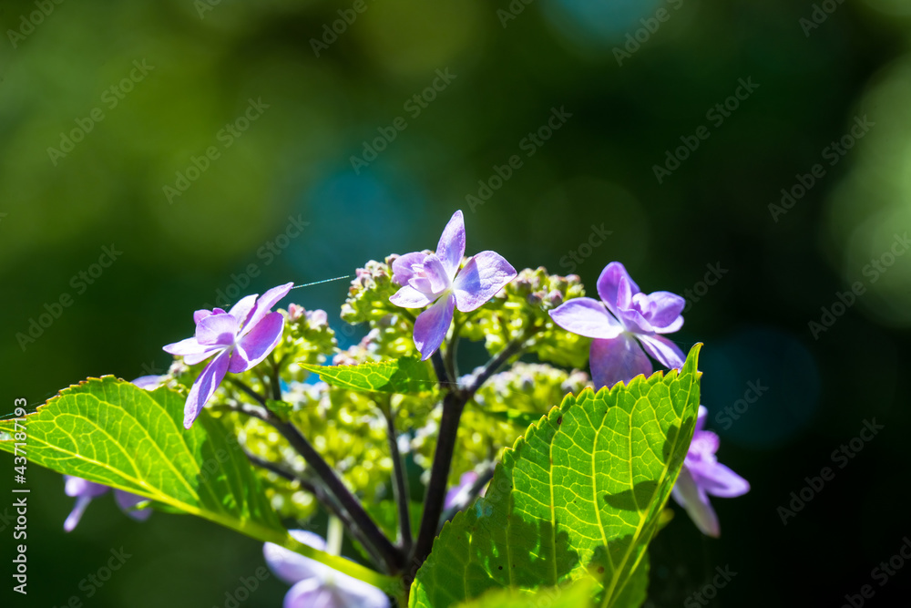 紫陽花 紫陽花