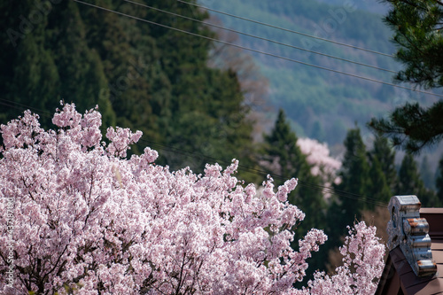 桜,青空,空, 全盛期, 花, 自然, 青, サクランボ, 白, ブランチ, 咲く, 花, 冬, 季節, すごい, ピンク, 雪, 霜, 美しさ, 美しい, 緑, 庭, フローラル, 植物, sakura