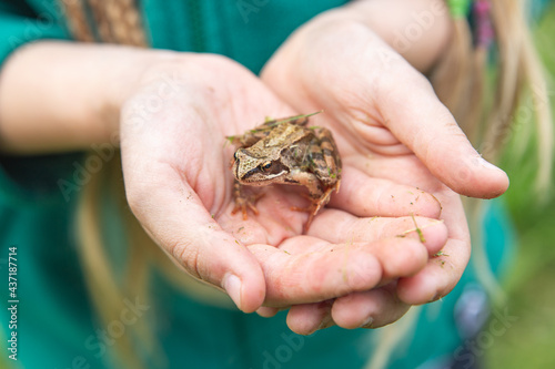 A little frog sits in the arms of a child and looking at the camera. Rana temporaria. Study of amphibians. Ecosystem, ecology, environmental protection. Taking care of animals, wildlife.