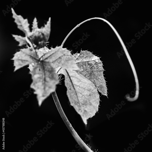 Macro photograph of a leaf and plant against a black background.