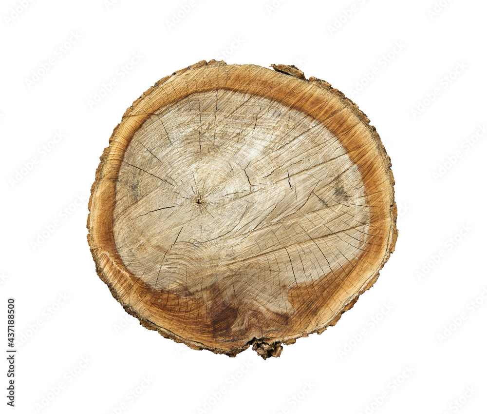 Felled piece of wood from a tree trunk with growth rings isolated on white.