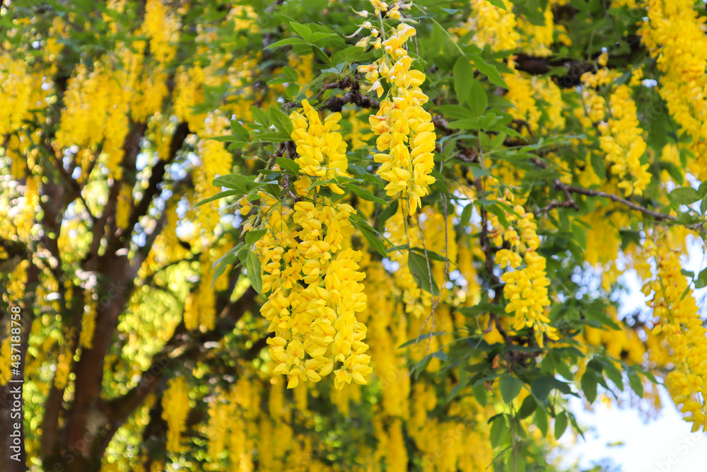 Laburnum flower blooming Laburnum flower blooming