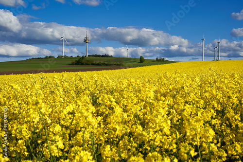 Rape (Brassica napus) field, yellow plants in front of small hill with agricultural land. Wind turbines and transmission tower in the background. Germany, Swabian alb.