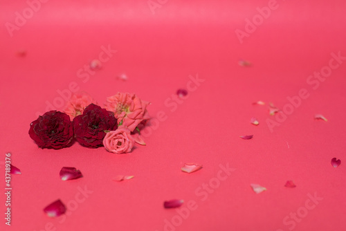 red rose on red background, copy space.