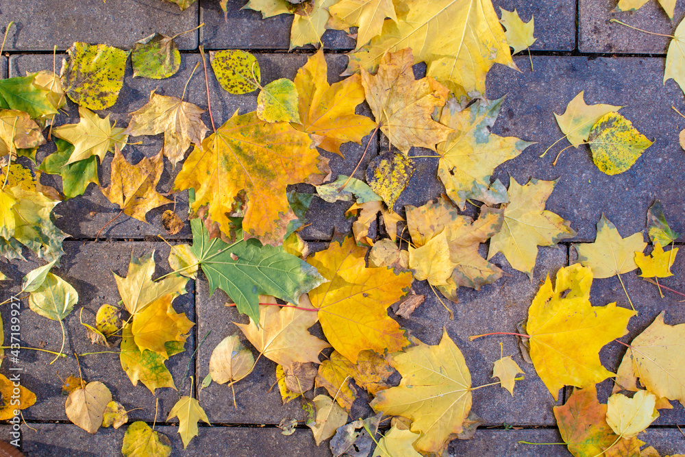 Yellow autumn leaves on the ground