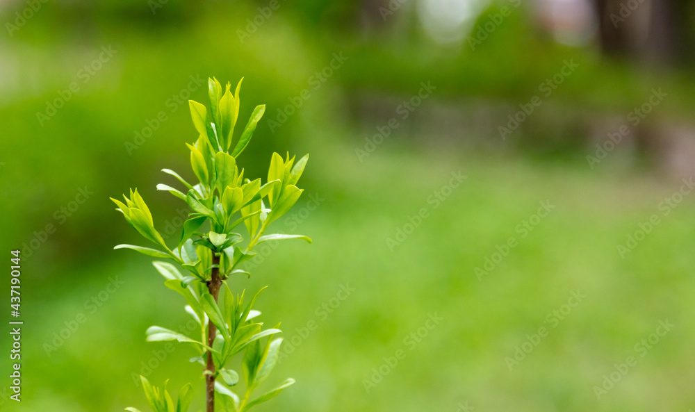 Young leaves on the tree in spring. Young leaves on the tree in spring.