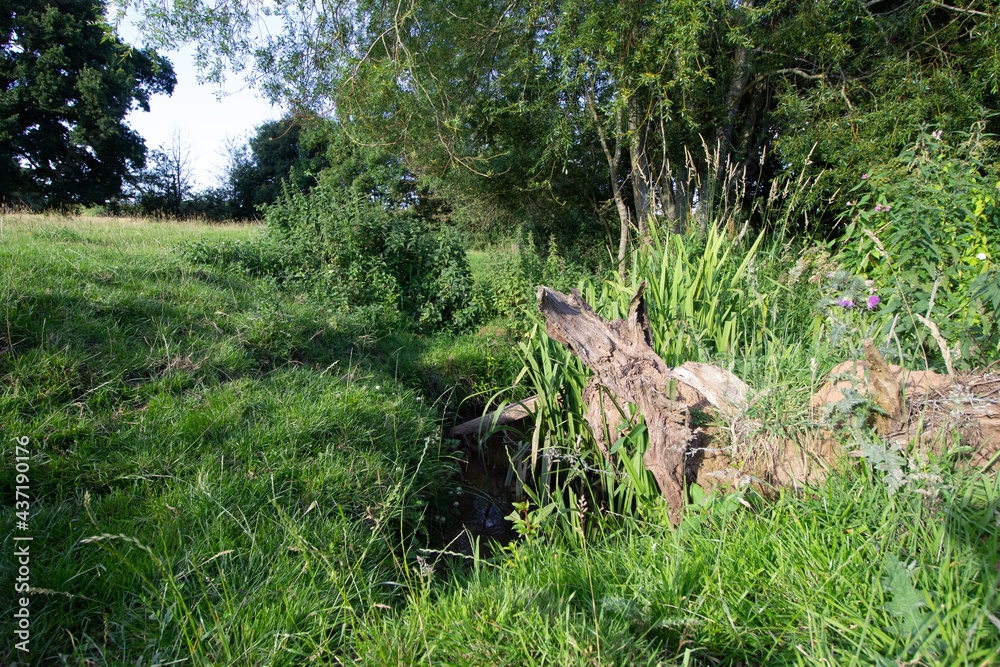 decaying stump over a stream with an old barbed wire fence and field behind in the evening light