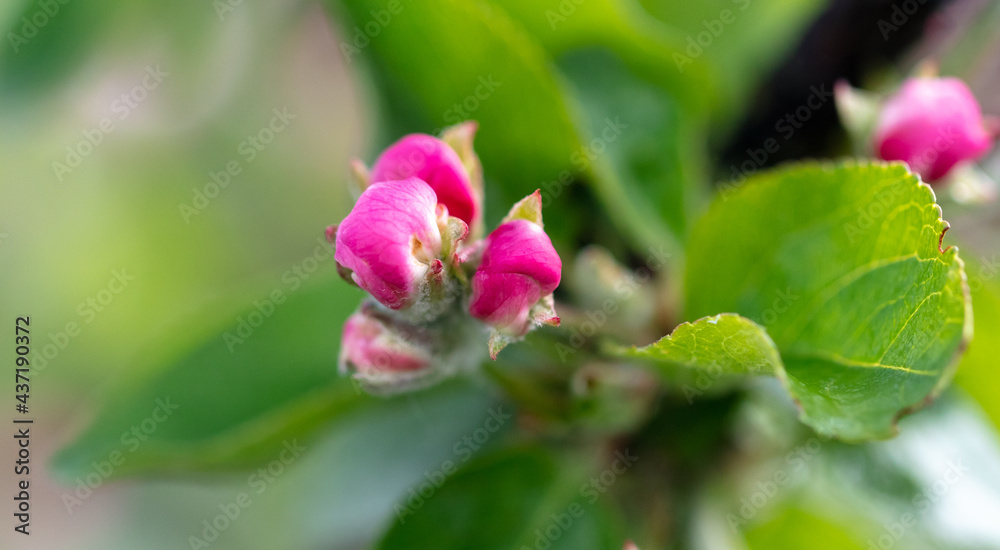 Flowers on an apple tree in spring. Flowers on an apple tree in spring.