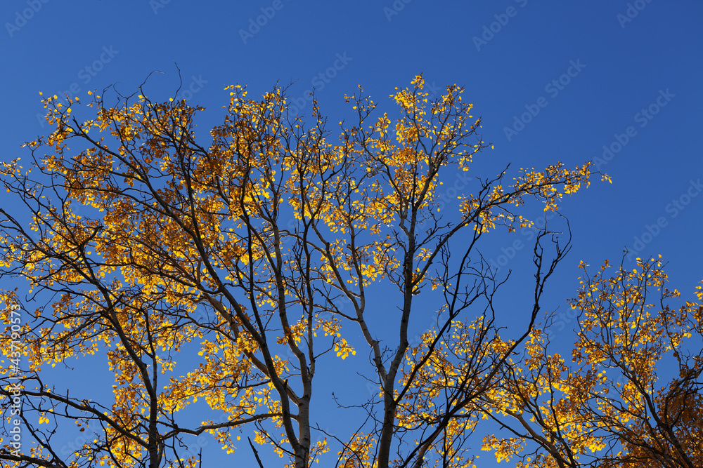 Silhouette of aspen (populus tremula) branches with yellow sunlit leaves and blue clear sky at autumn evening