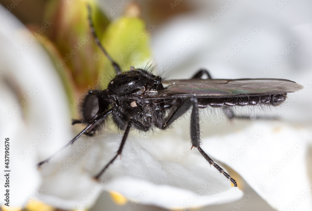 Close-up of a black wasp on a tree flower in spring. Close-up of a black wasp on a tree flower in spring.