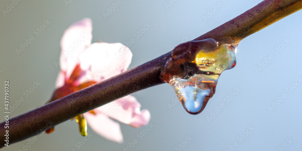 Close-up of resin on a peach tree in spring. Close-up of resin on a peach tree in spring.