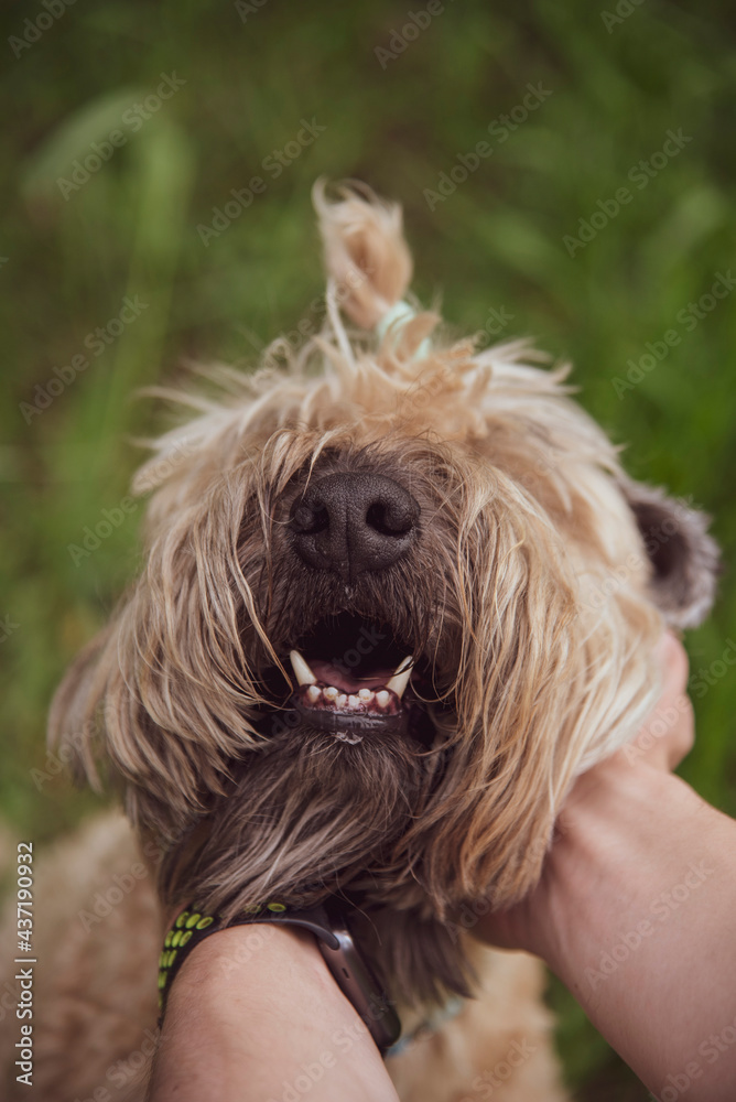 Irish Soft Coated wheaten terrier.Male hands hold the dog by the muzzle. Irish Soft Coated wheaten terrier.Male hands hold the dog by the muzzle.