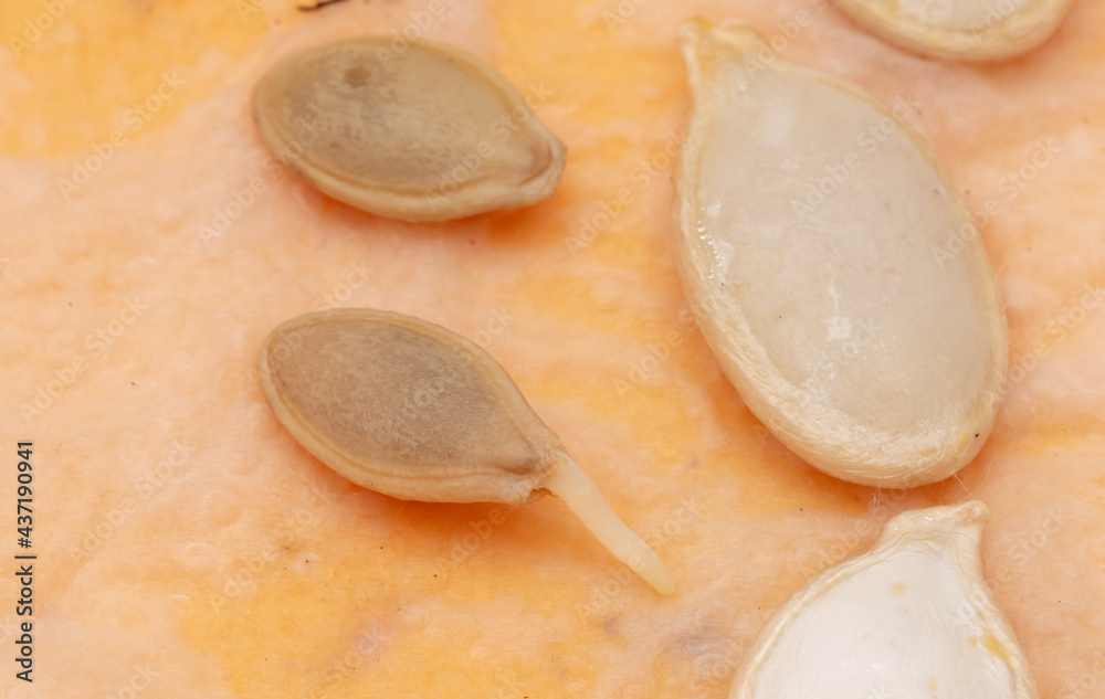 Sprouted pumpkin seeds on paper. Sprouted pumpkin seeds on paper.