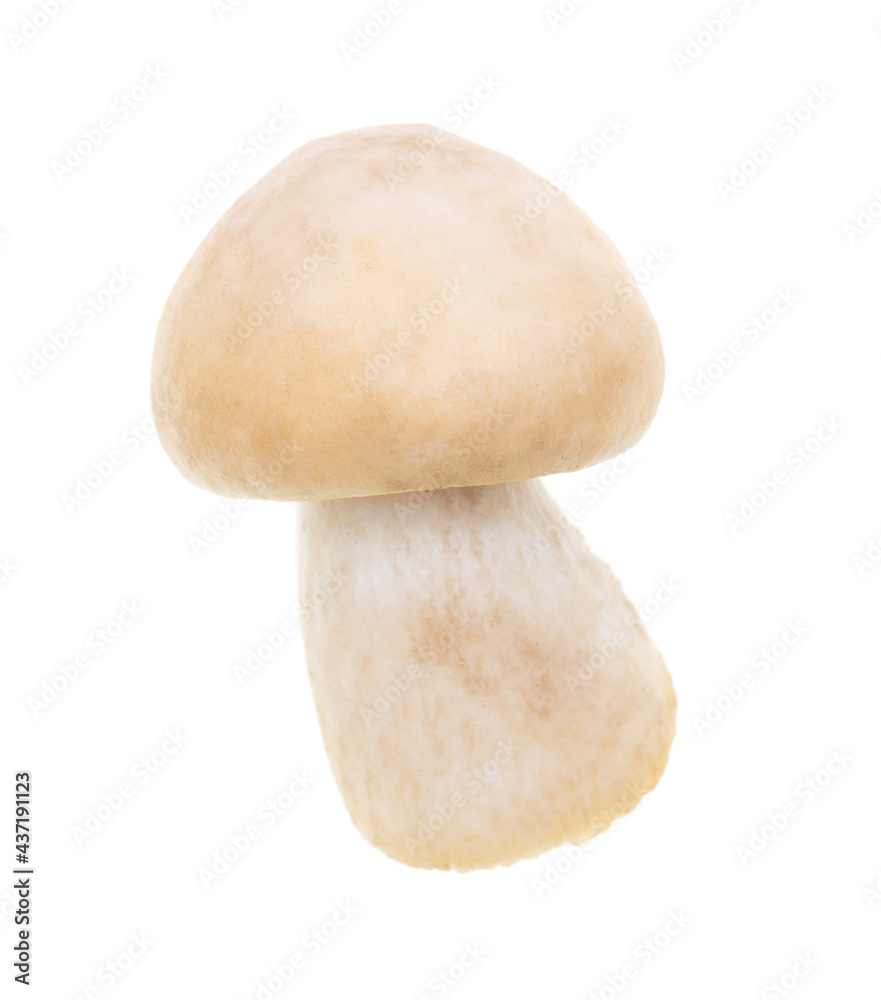 Mushroom Calocybe gambosa on a white background. Mushroom Calocybe gambosa on a white background.
