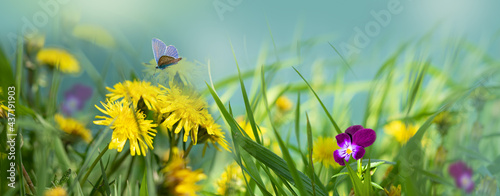 Silhouettes of green grass, yellowdandelion,purple flowers, illuminated by the sun . Beauty is in nature. Beautiful green natural background.Selective focus, blurred background