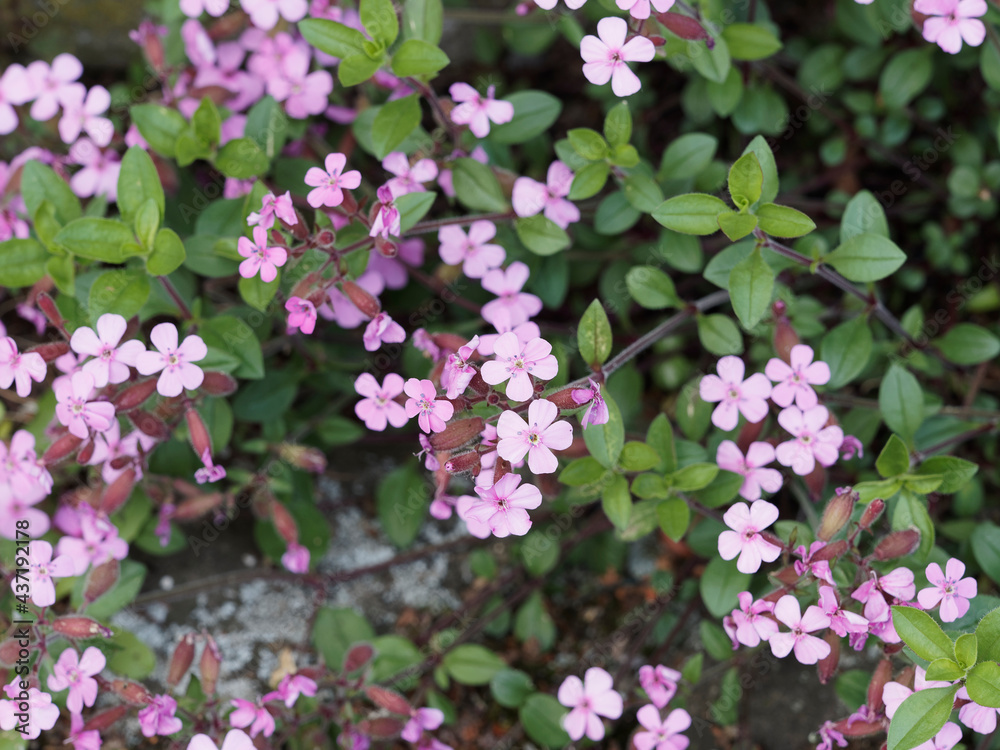 Roten-Seifenkrauten oder Saponaria ocymoides am Boden liegende mit pink bis purpurrot blumen auf kurzen Stielen in Büscheln Roten-Seifenkrauten oder Saponaria ocymoides am Boden liegende mit pink bis purpurrot blumen auf kurzen Stielen in Büscheln