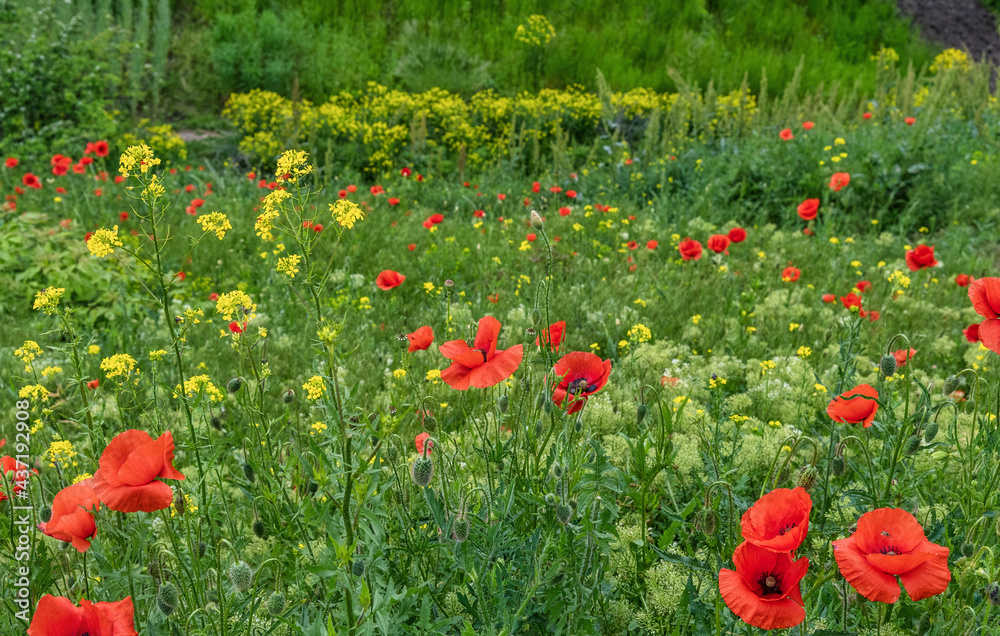 Naklejka premium Wild red poppies blooming in the meadow.