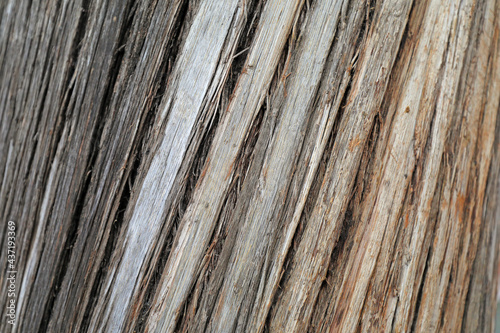 Old bark Close up photo photo