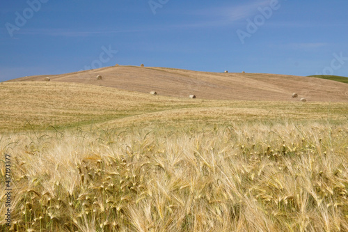 hills in italy with fields of wheat photo