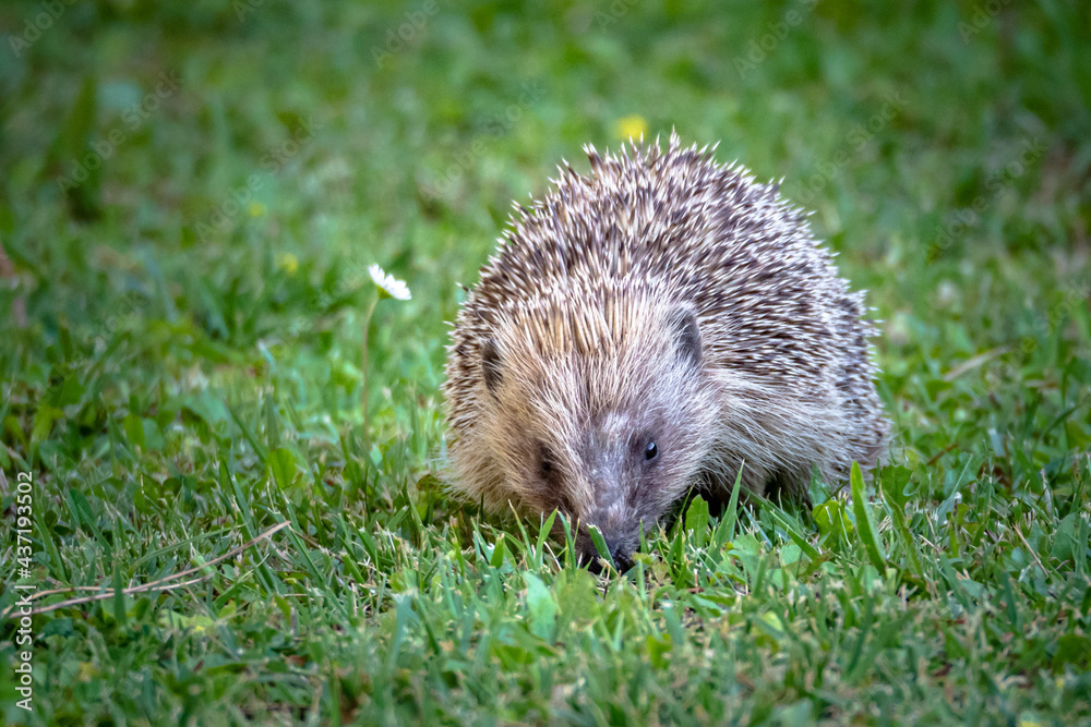 Hedgehog come out in the evening to forage for food Hedgehog come out in the evening to forage for food