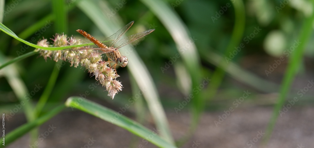 Fototapeta premium A dragonfly flies onto a leaf in the daytime