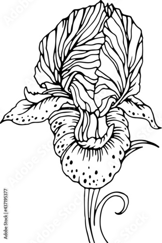 Vector iris flower. Line art. Linear black and white sketch in realistic botany style. Floral element for design coloring book, card, poster, t-shirt print, invitation.