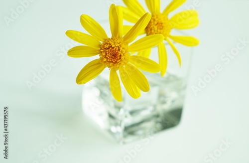 デイジー　ヒナギク　黄色い花 © green7