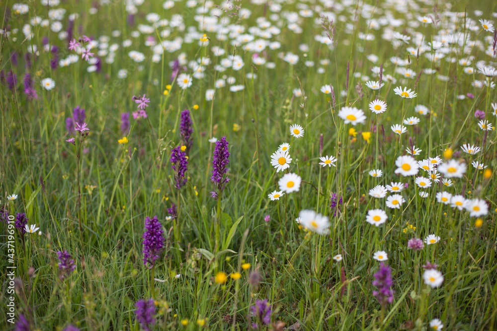 Lush blooming wild meadow flowers like purple loosestrife, daisies and other and grassland plants for bee food, Eco farming concept, nature and species protection, close up, blurred background