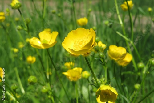 Beautiful yellow buttercup flowers in the meadow on natural green background  photo