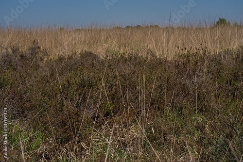 Emsdettener Venn Naturschutz landscape