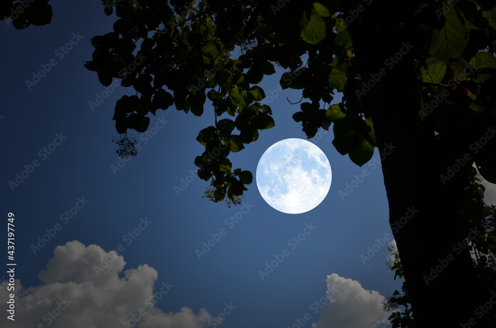 Naklejka premium Big white moon and teak leaves at night