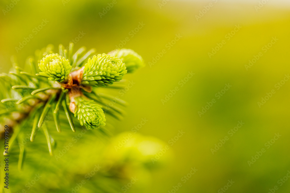 Abstract natural green background, wallpaper. Fir branch with fresh shoots macro. Young growing fir tree sprouts on branch in spring forest on green defocused background. Spruce with green buds. Abstract natural green background, wallpaper. Fir branch with fresh shoots macro. Young growing fir tree sprouts on branch in spring forest on green defocused background. Spruce with green buds.