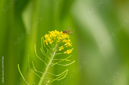 yellow wild flower with hover fly and natural pale green background © Ian