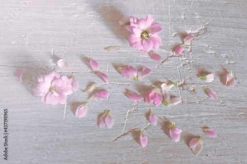 Delicate pink flowers on a bleached oak texture